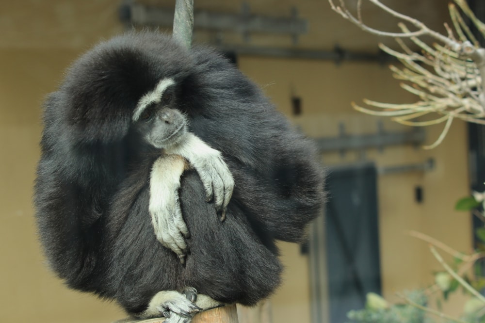 京都市動物園の写真5