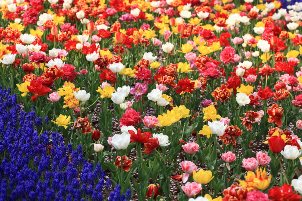 国営昭和記念公園の写真4