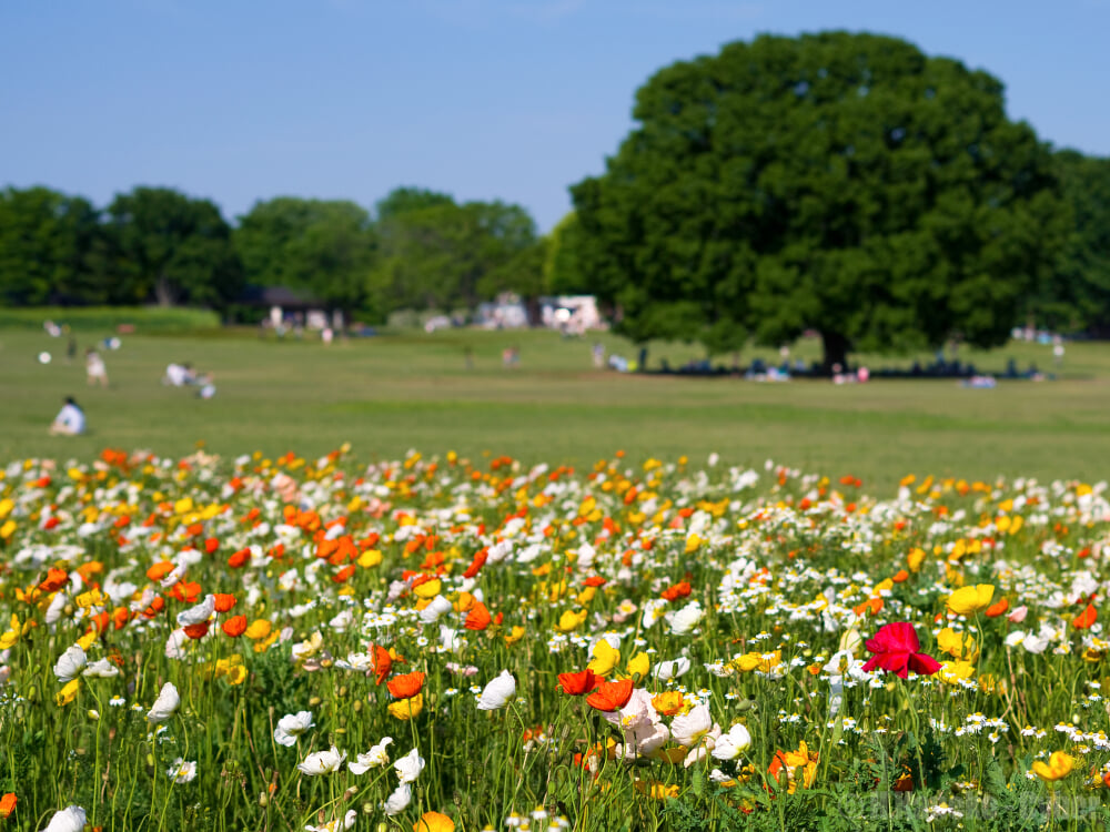 国営昭和記念公園の写真6