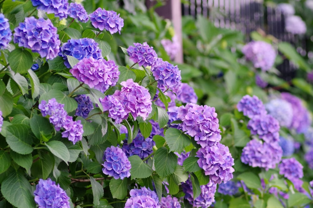 飛鳥山公園の写真6