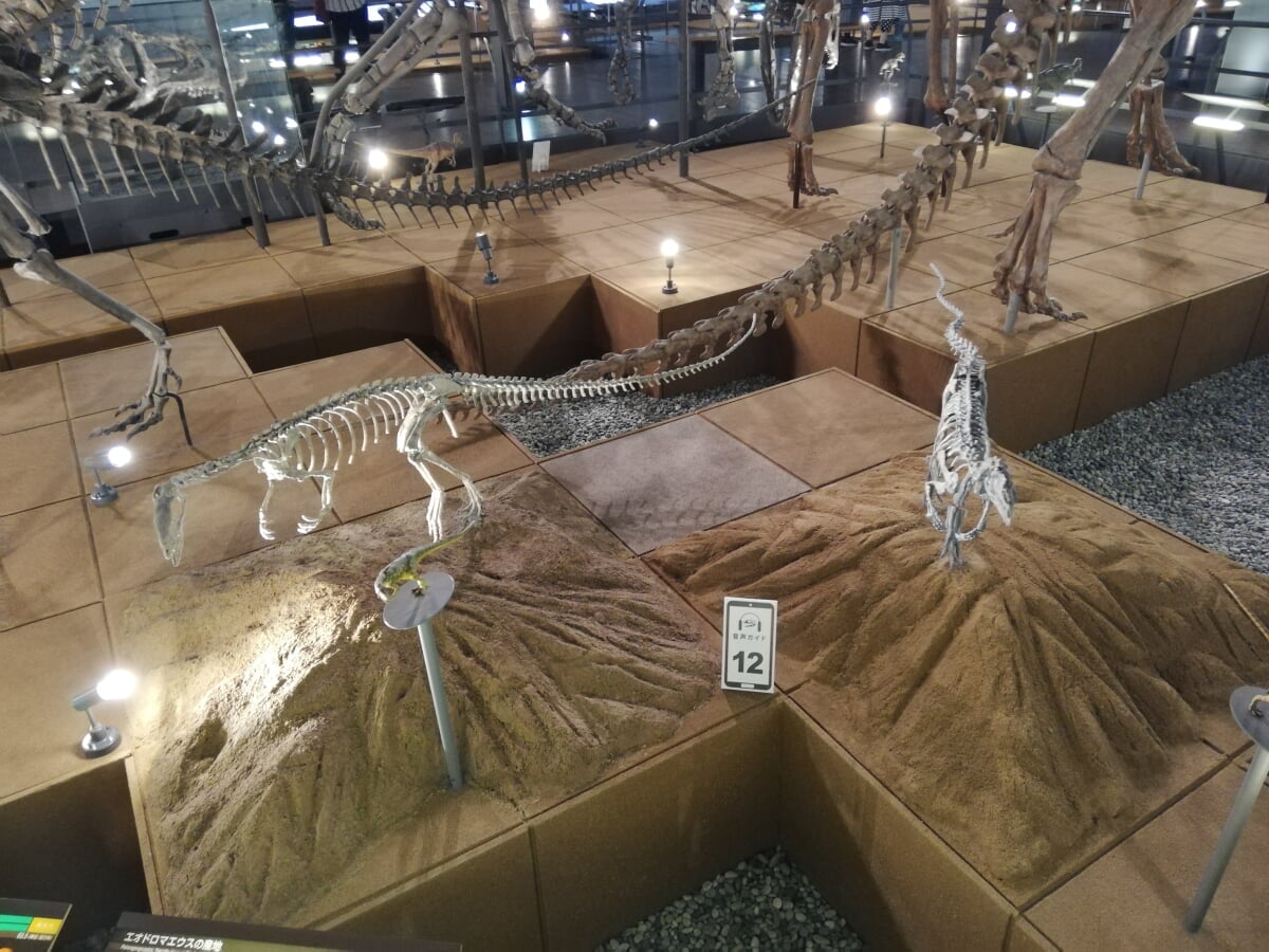 福井県立恐竜博物館の写真9