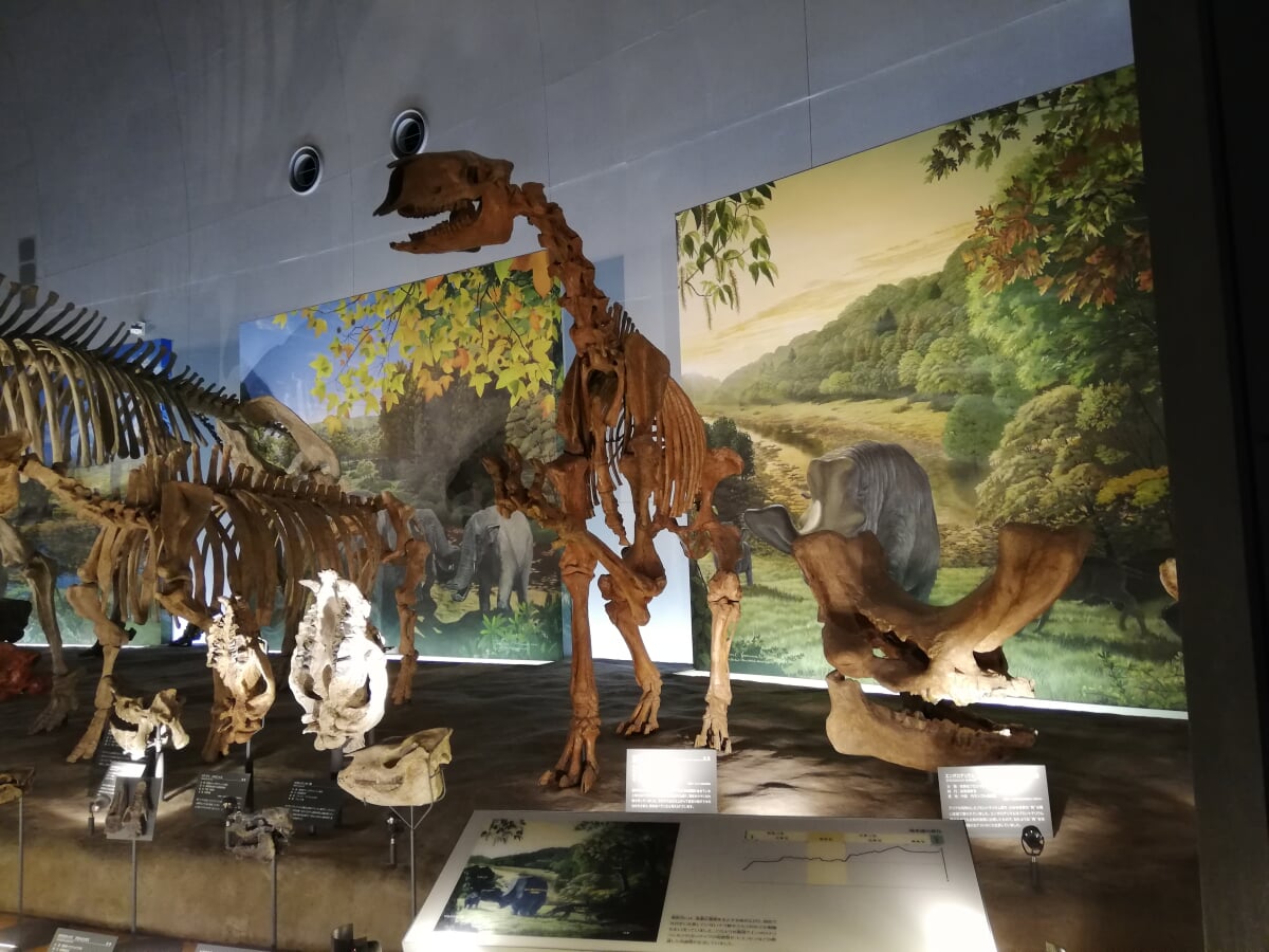 福井県立恐竜博物館の写真12