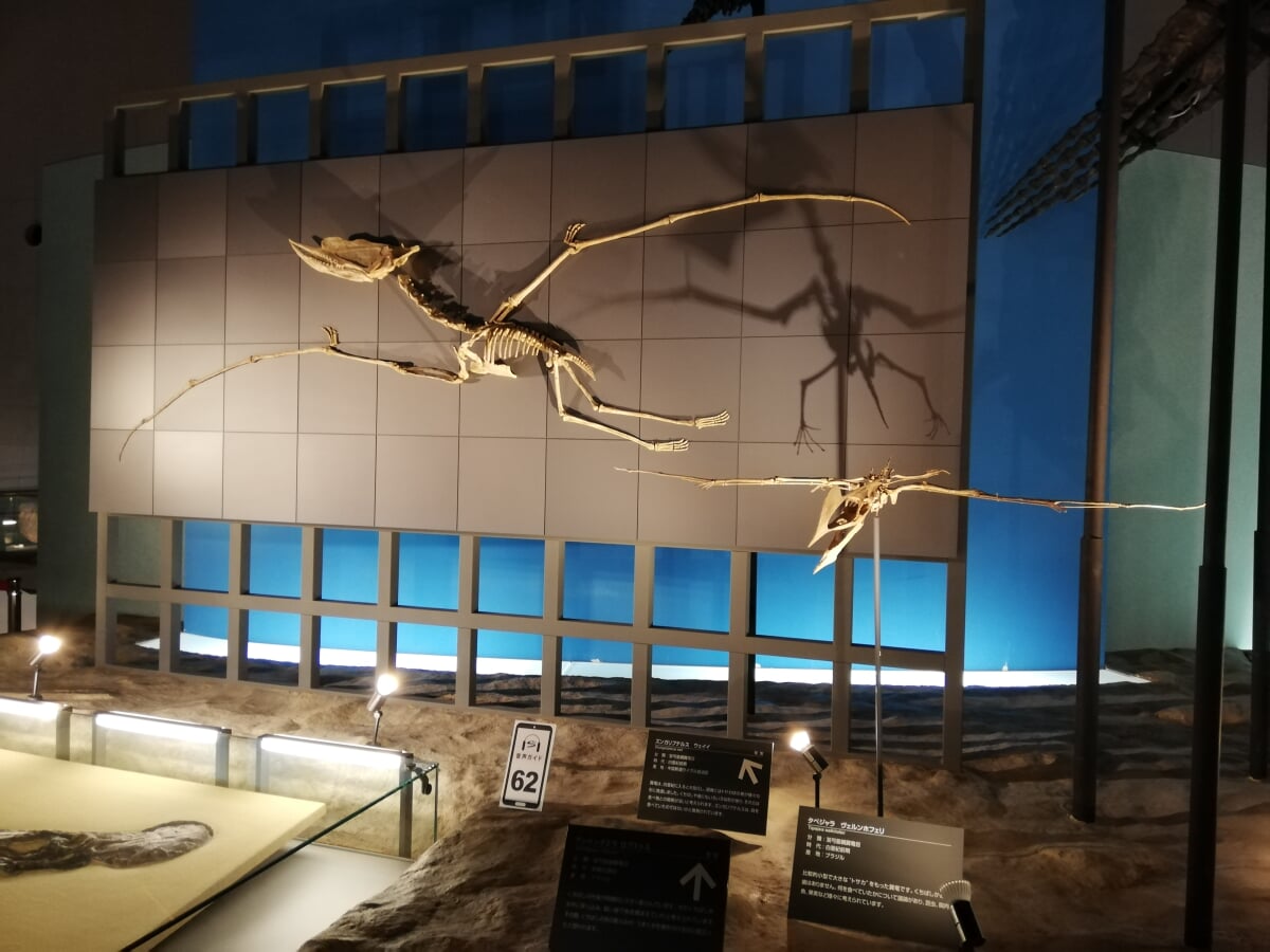 福井県立恐竜博物館の写真15