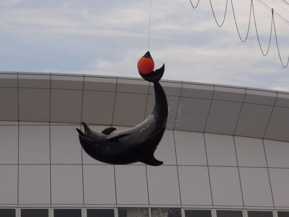 名古屋港水族館の写真4