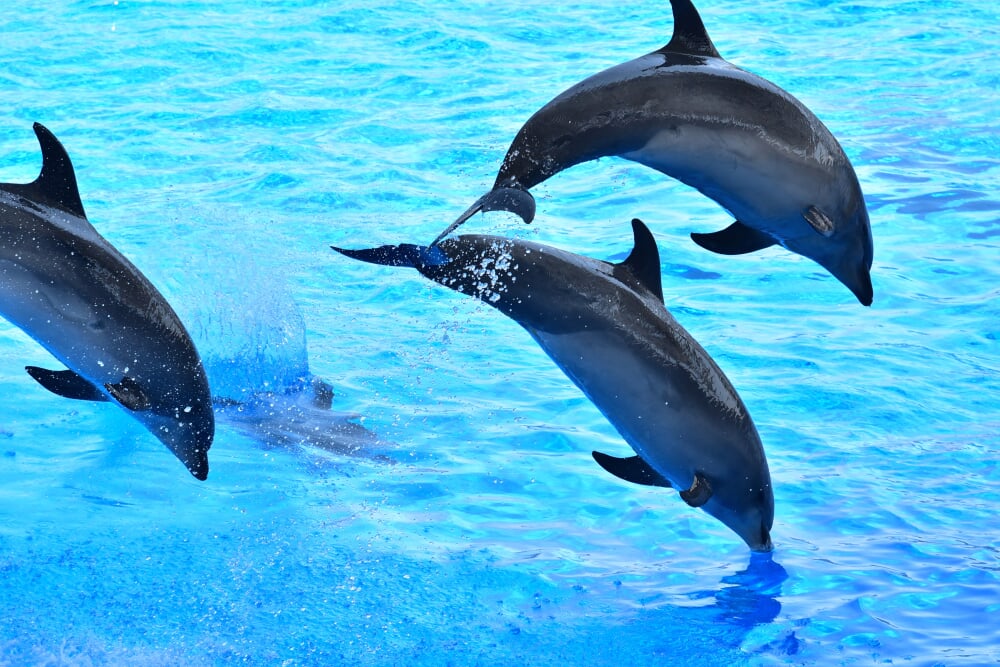 名古屋港水族館の写真6