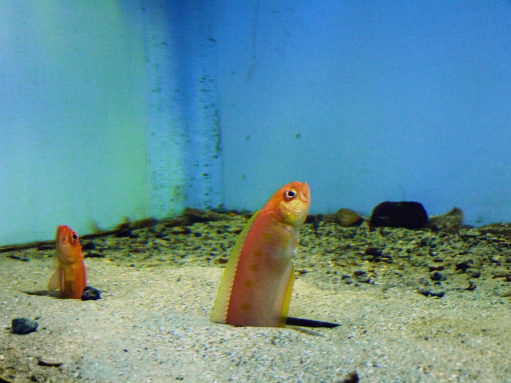 名古屋港水族館の写真7