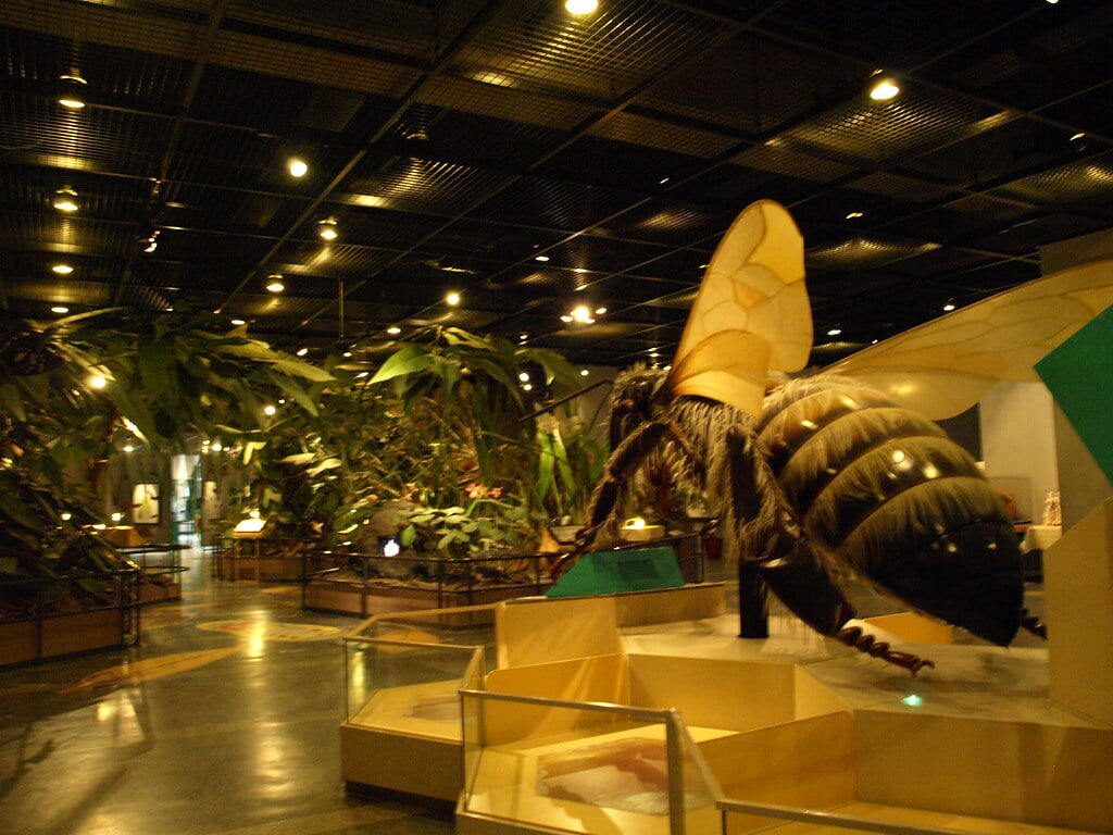 伊丹市昆虫館の写真2