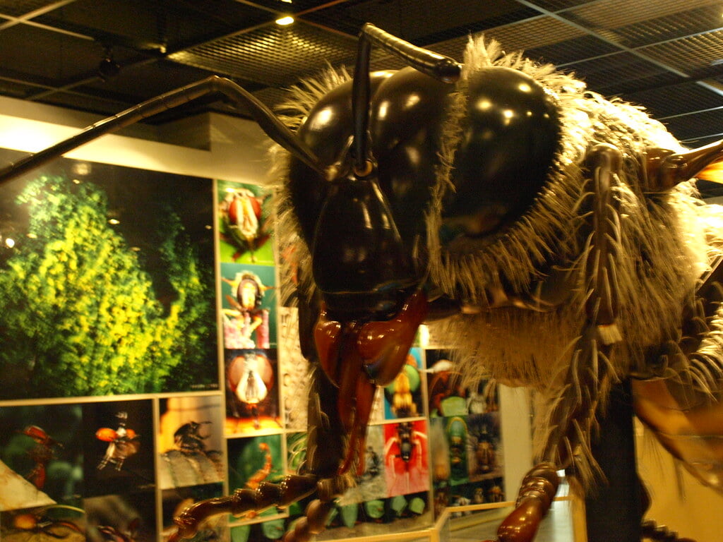 伊丹市昆虫館の写真5