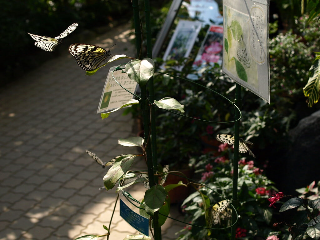 伊丹市昆虫館の写真7