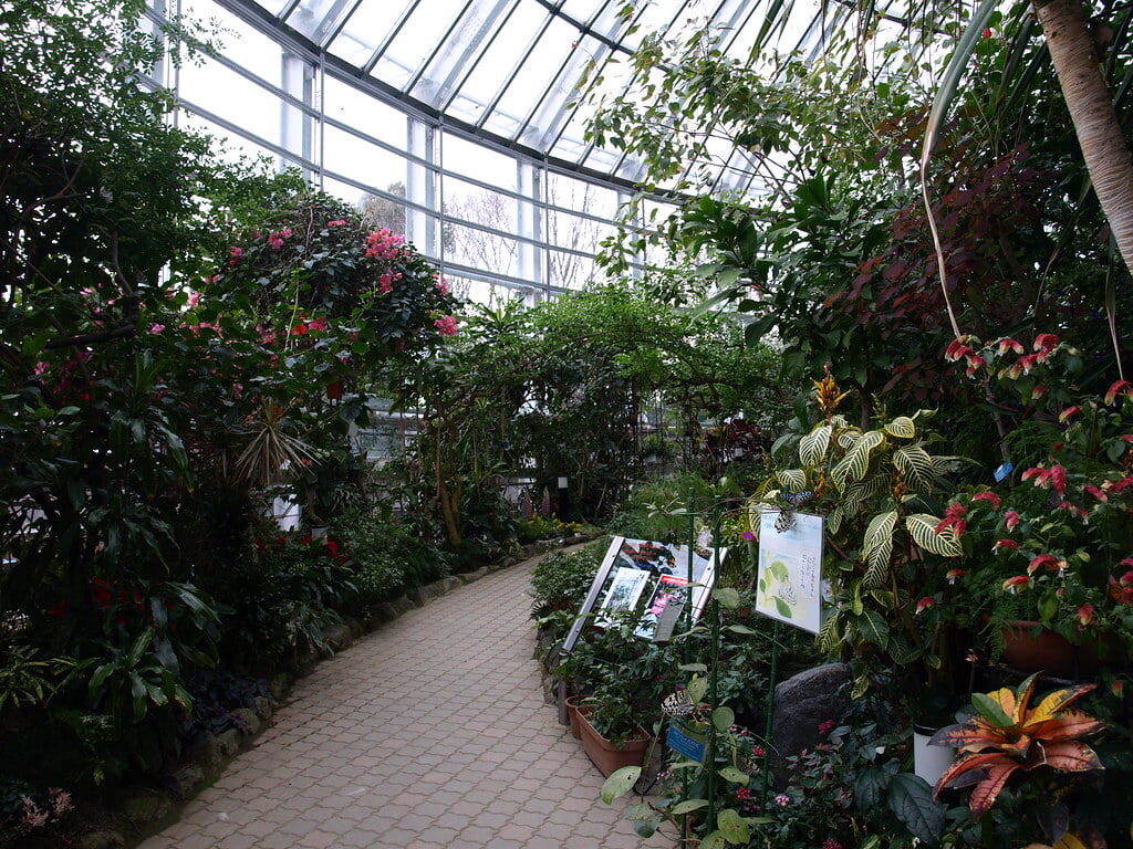 伊丹市昆虫館の写真8