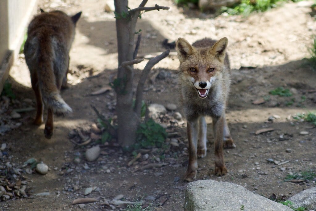 豊橋総合動植物公園・のんほいパークの写真6