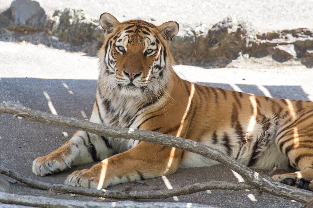 豊橋総合動植物公園・のんほいパークの写真10