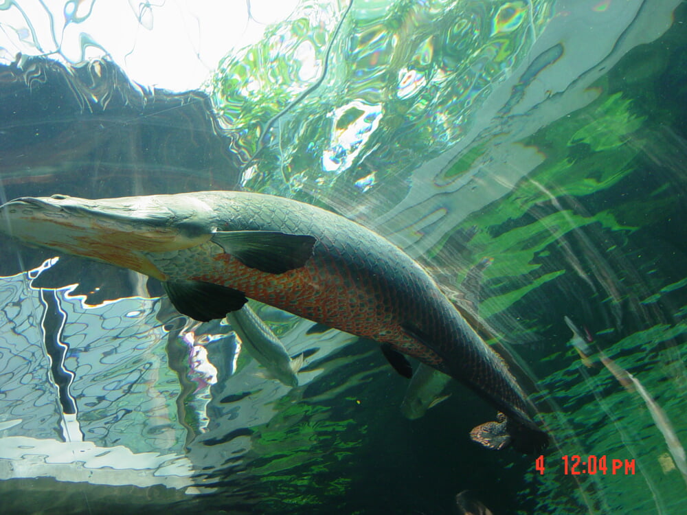 なかがわ水遊園の写真1