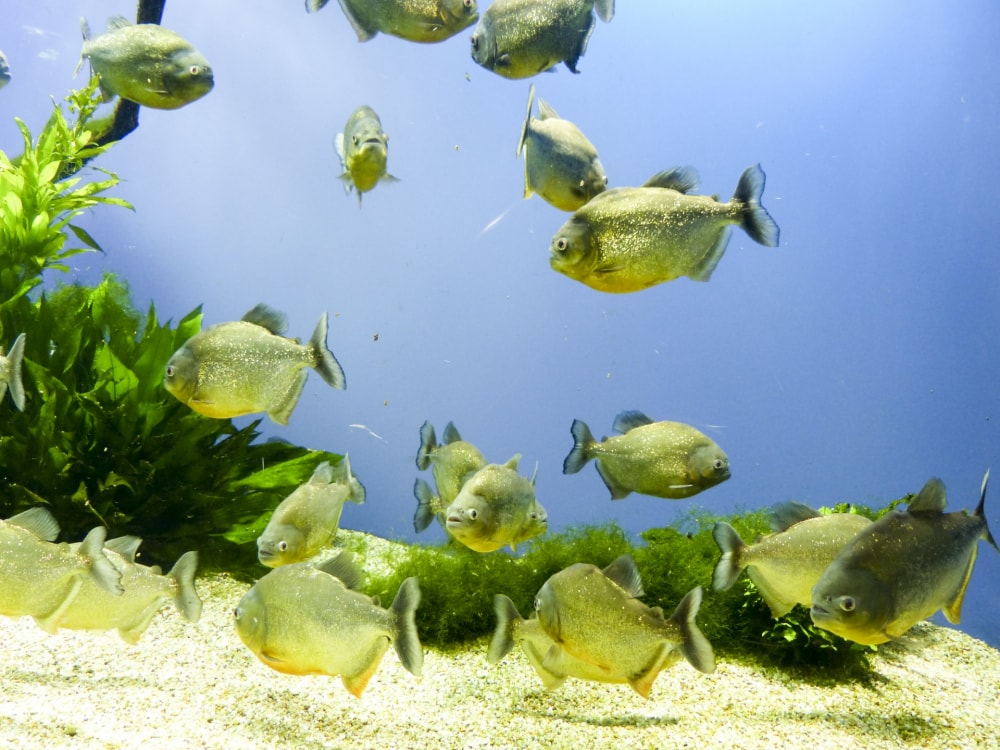 鳥羽水族館の写真2