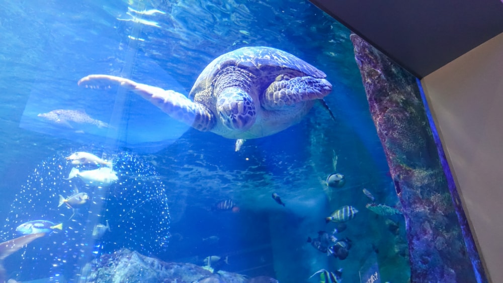 鳥羽水族館の写真4