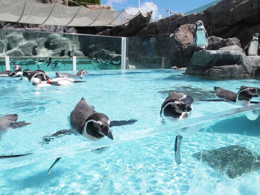 鳥羽水族館の写真5