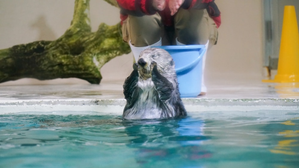 鳥羽水族館の写真6