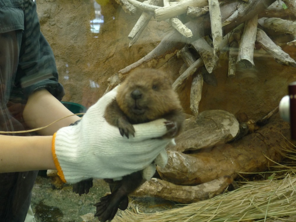 鳥羽水族館の写真7