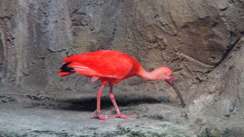 鳥羽水族館の写真8