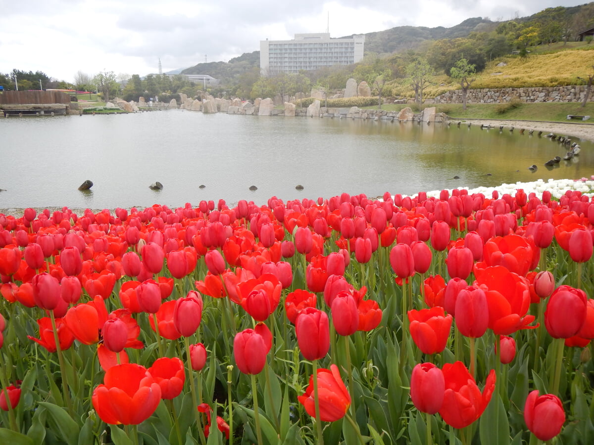 淡路島国営明石海峡公園の写真3