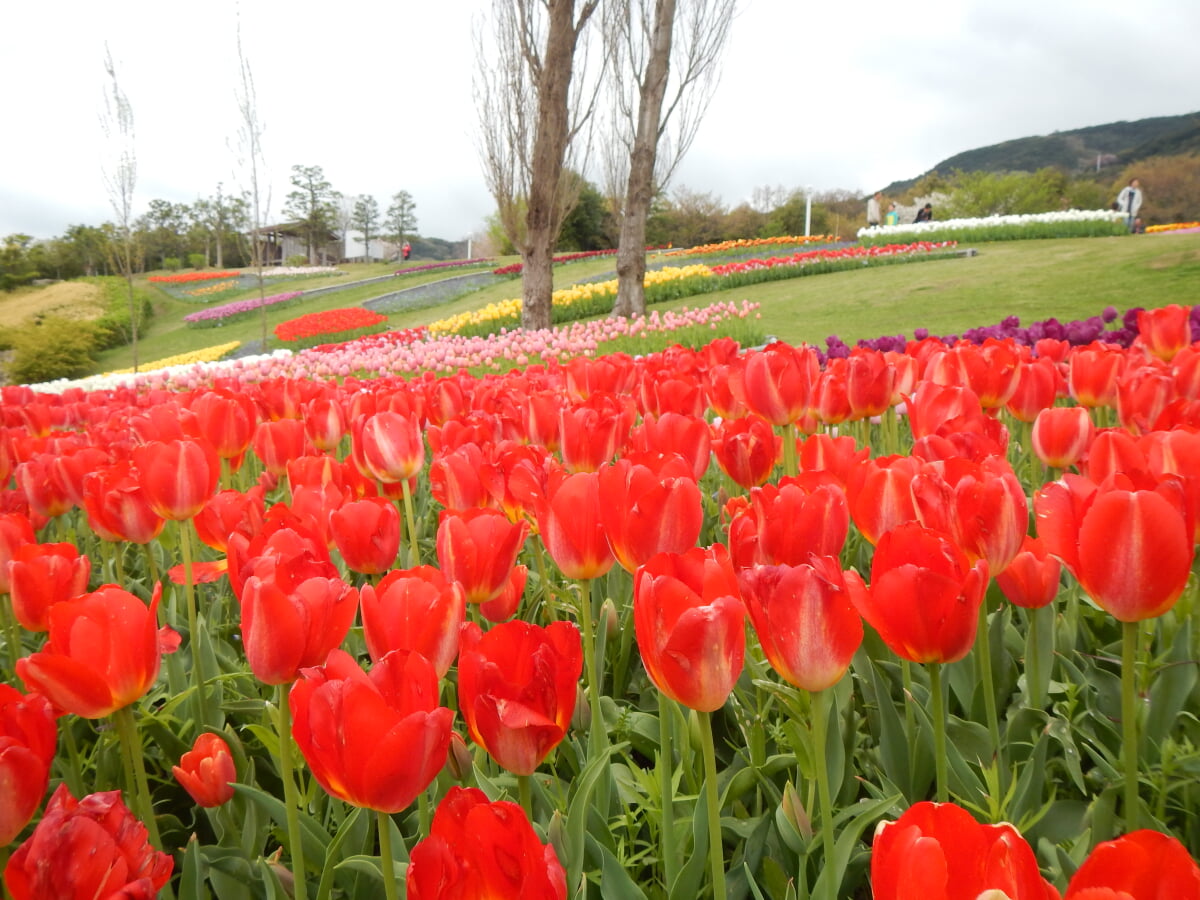 淡路島国営明石海峡公園の写真7