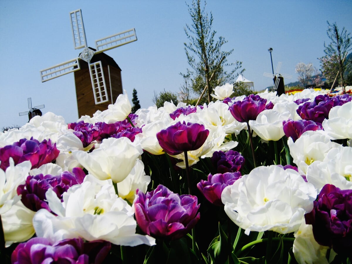 淡路島国営明石海峡公園の写真9