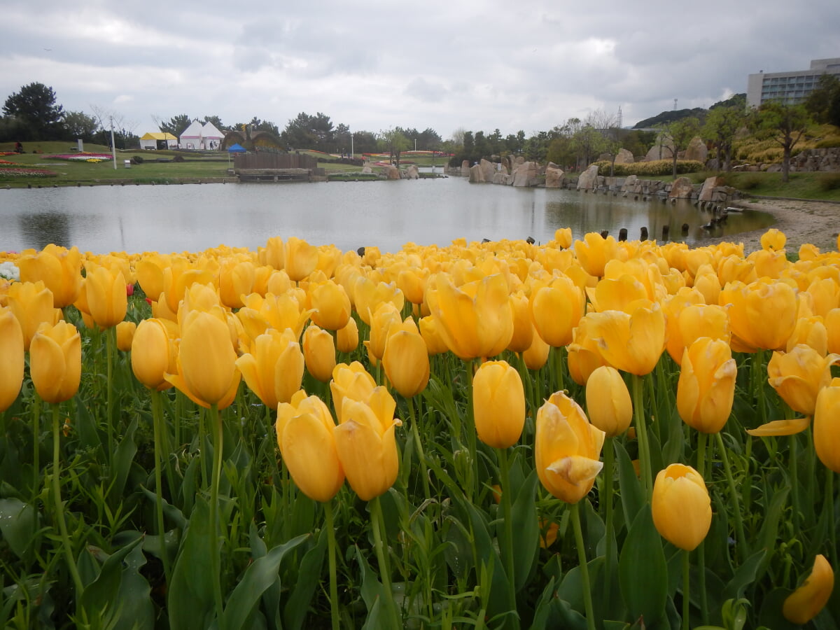 淡路島国営明石海峡公園の写真12