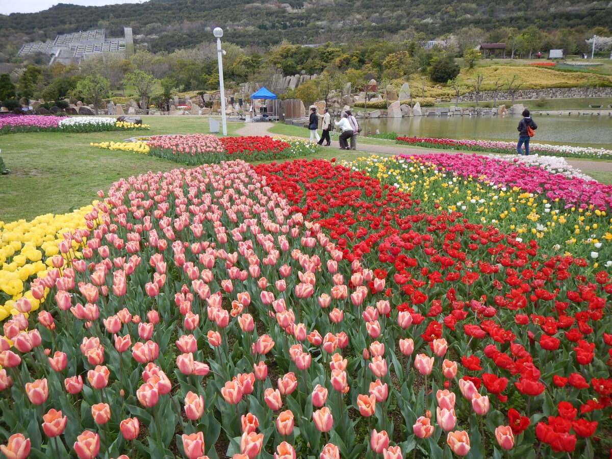 淡路島国営明石海峡公園の写真16