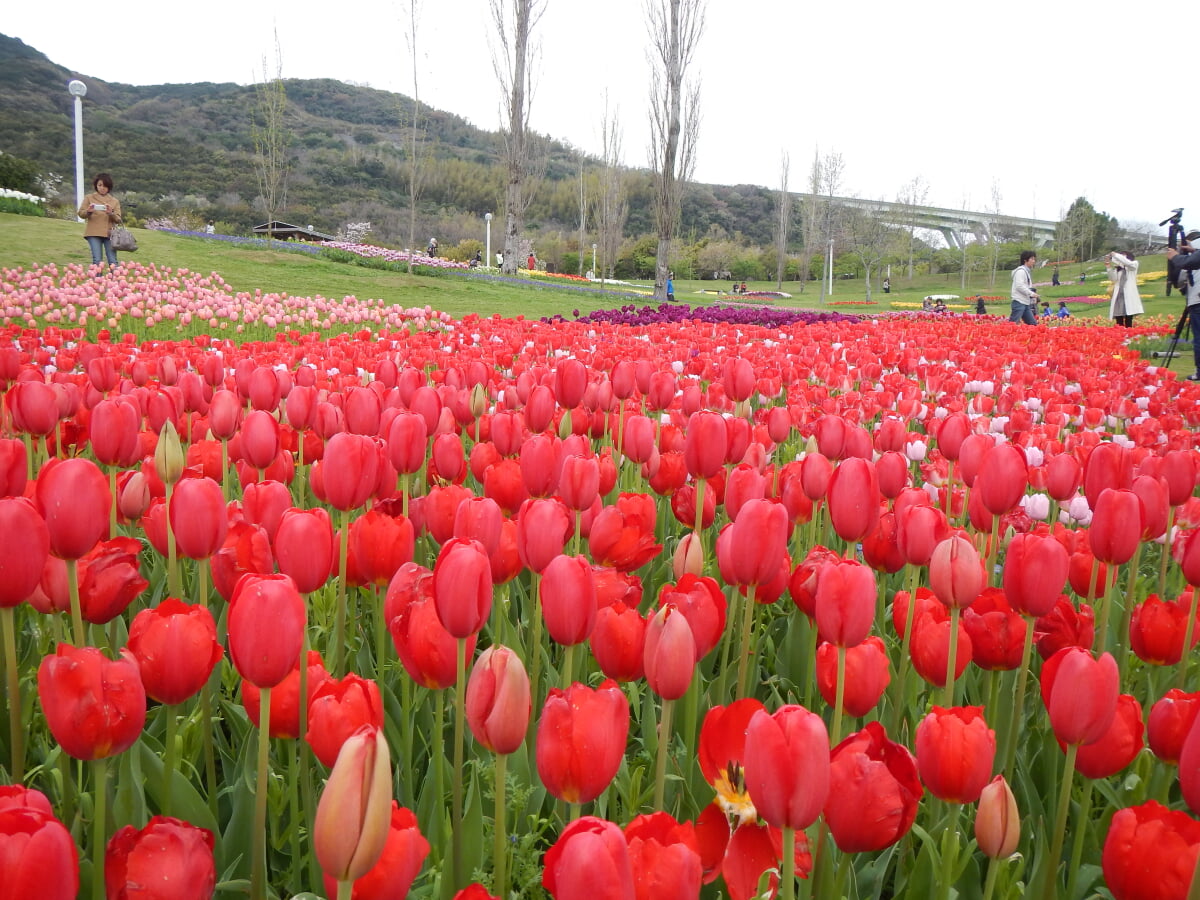 淡路島国営明石海峡公園の写真17