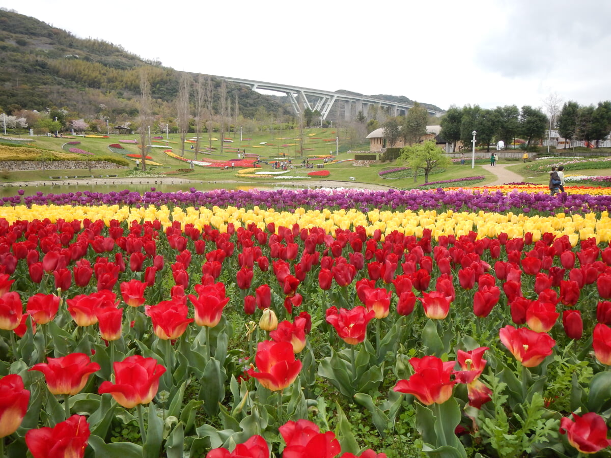 淡路島国営明石海峡公園の写真19
