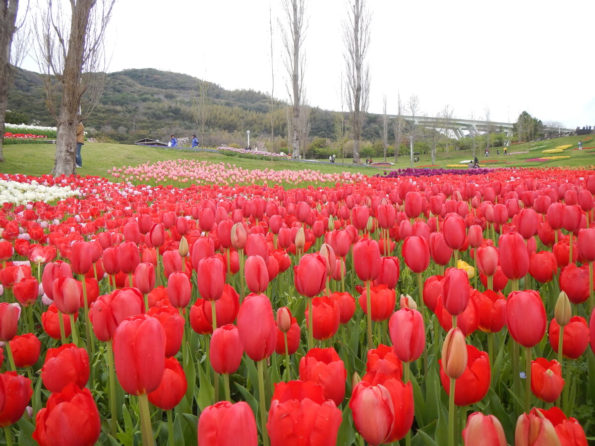 淡路島国営明石海峡公園の写真24