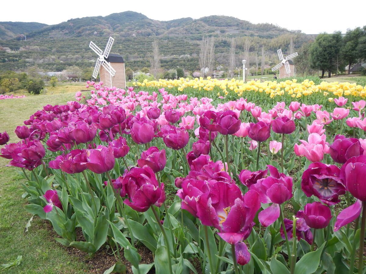 淡路島国営明石海峡公園の写真25