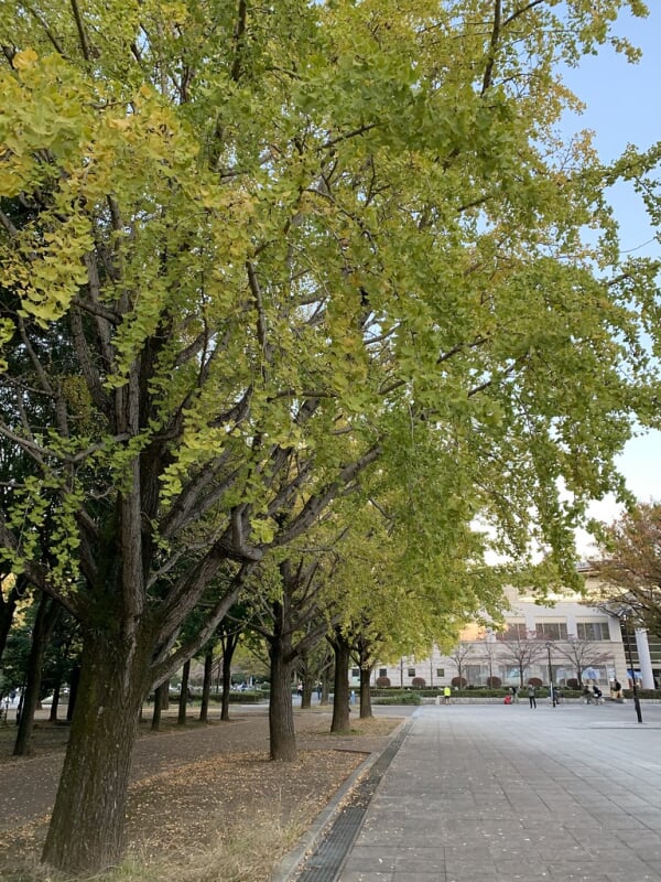 光が丘公園の写真2