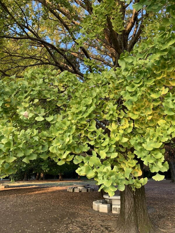 光が丘公園の写真4