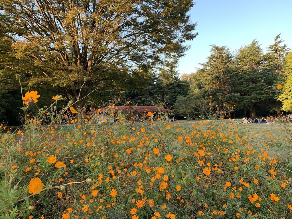 光が丘公園の写真5