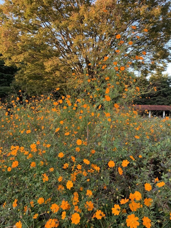 光が丘公園の写真8