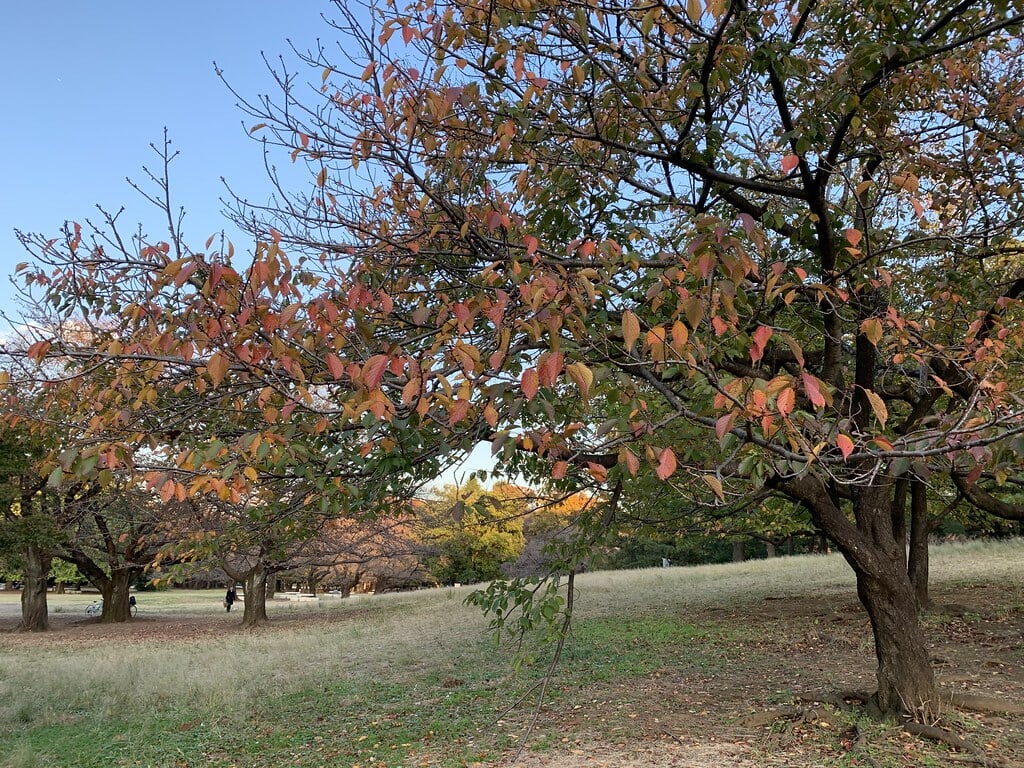 光が丘公園の写真9