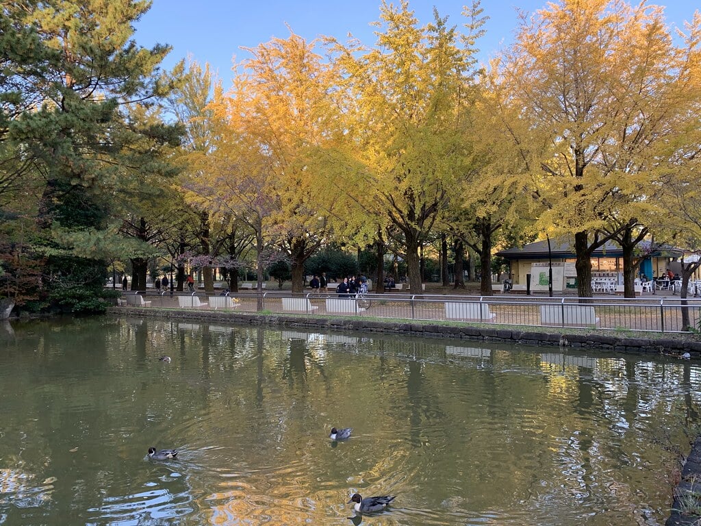 光が丘公園の写真12