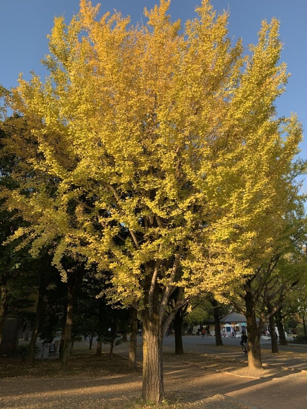 光が丘公園の写真13