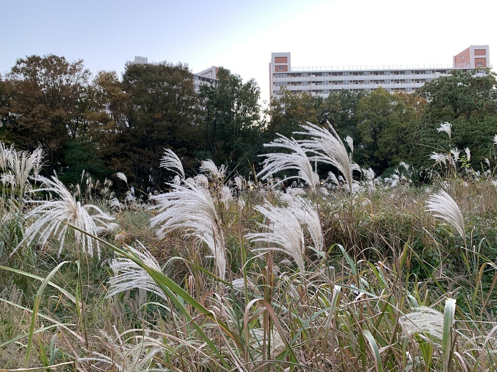 光が丘公園の写真14