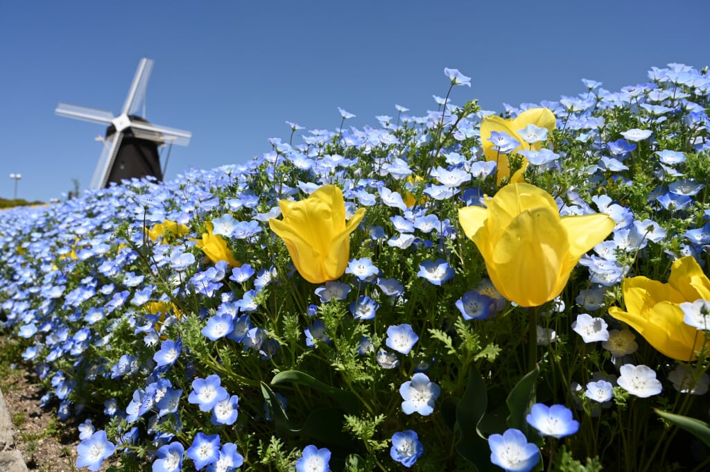 花博記念公園 鶴見緑地の写真16