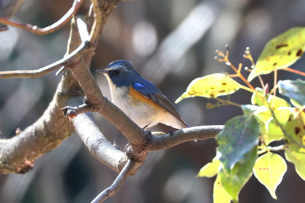 蜻蛉池公園の写真3