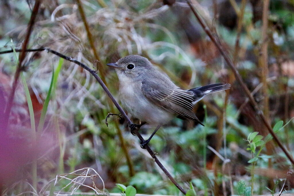 蜻蛉池公園の写真9