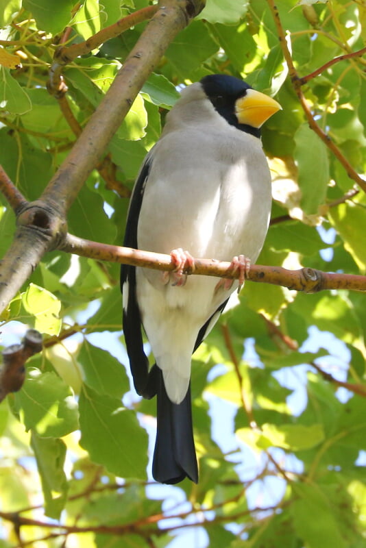 蜻蛉池公園の写真10