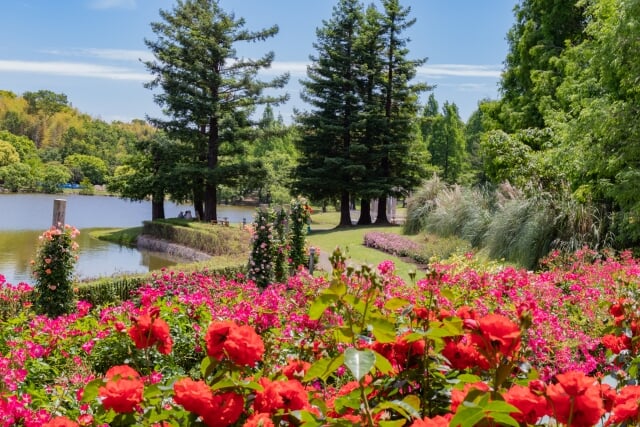 蜻蛉池公園の写真1