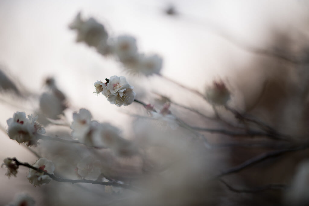 池上梅園の写真5