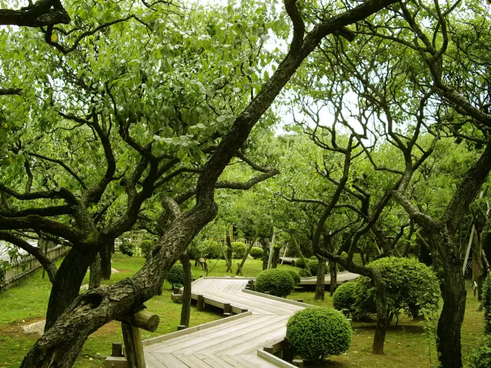 池上梅園の写真1