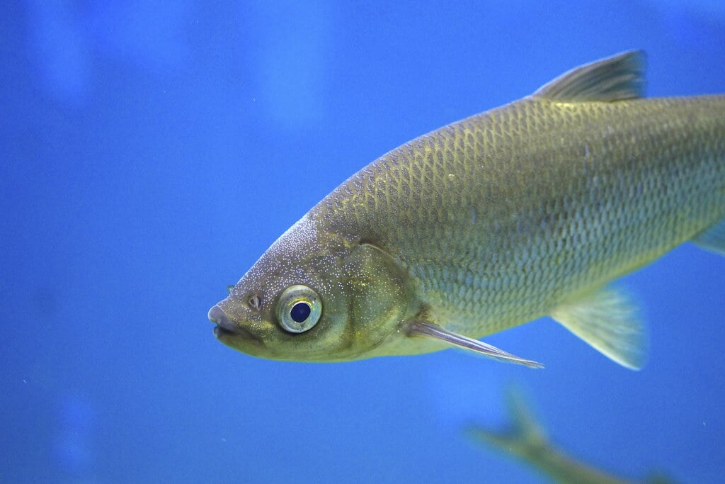 滋賀県立琵琶湖博物館の写真2