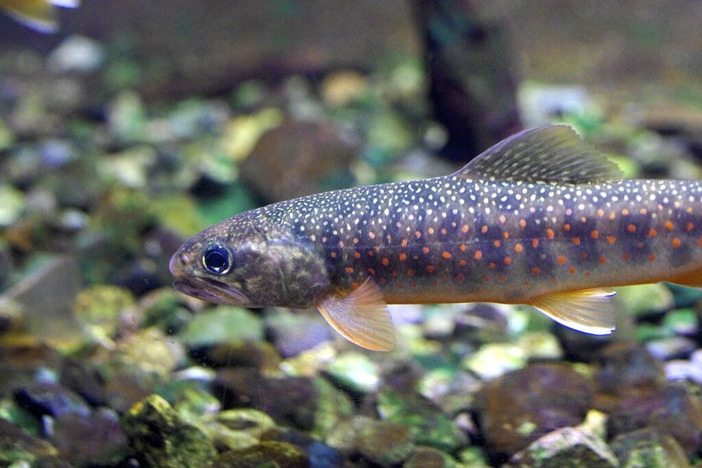 滋賀県立琵琶湖博物館の写真3