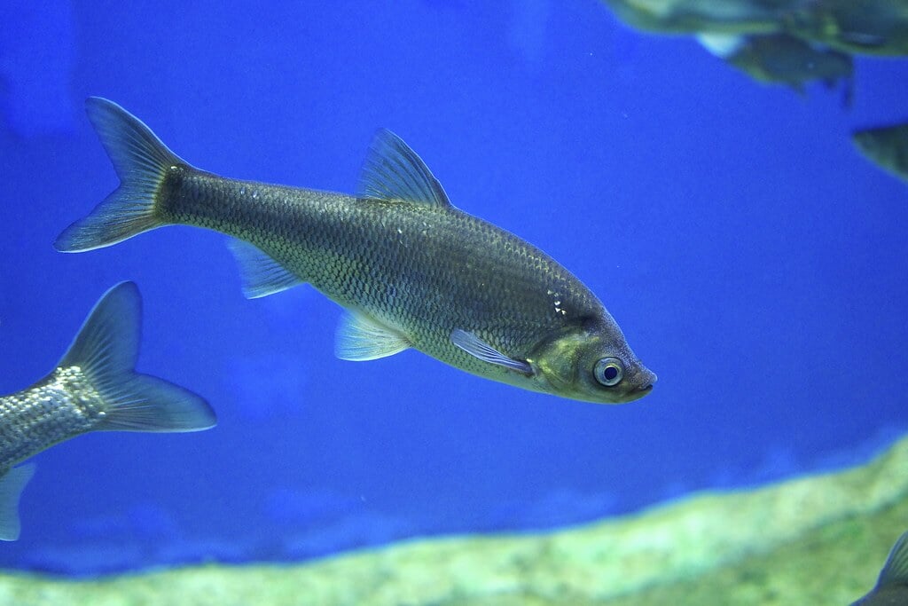 滋賀県立琵琶湖博物館の写真4